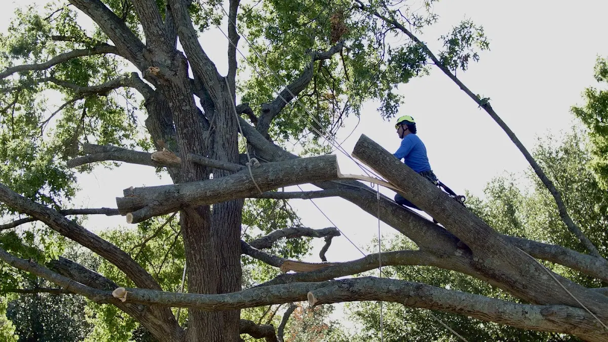 Professional Crown Thinning performed by certified arborists in Twinsburg