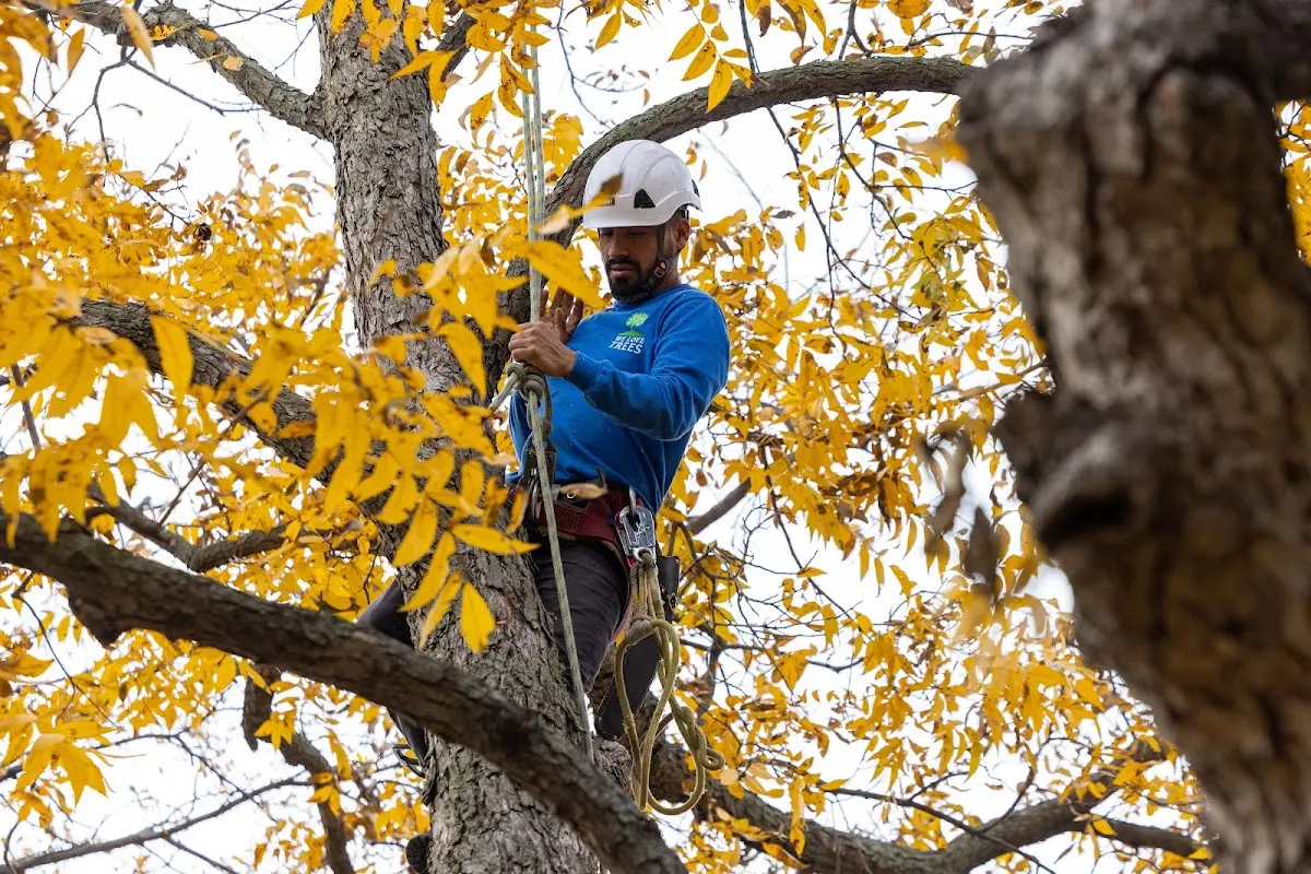 Skilled Tree Pruning crew working in Twinsburg